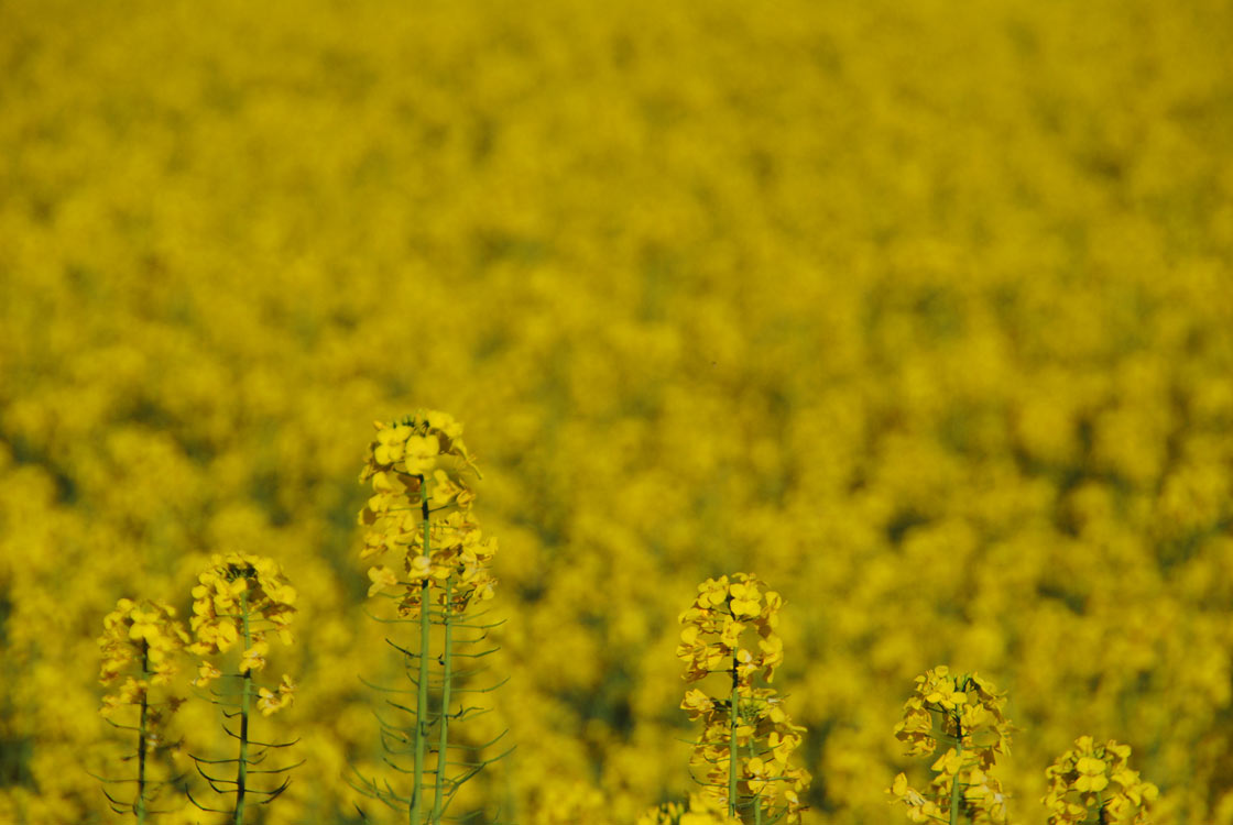 flores de colza -amarillo